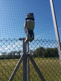 Air-Defences